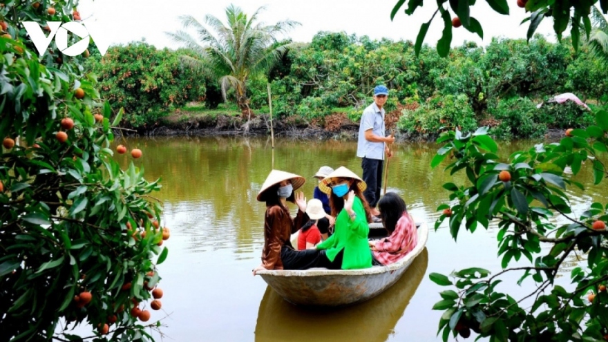 Discovering Thanh Ha lychee farm in Hai Duong province